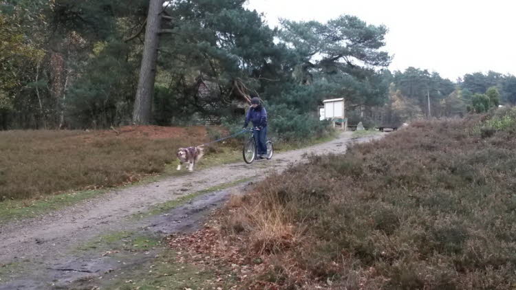 Rollertraining