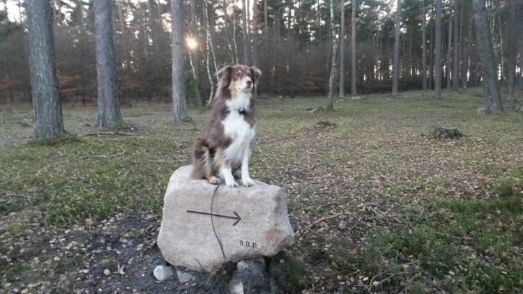 Rundgang durch die Heide
