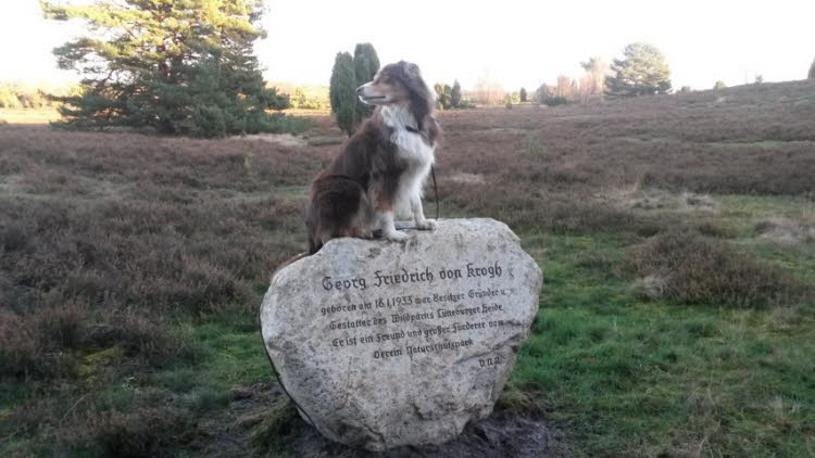 Rundgang durch die Heide 2