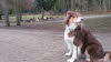 Wildpark