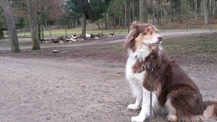 Wildpark