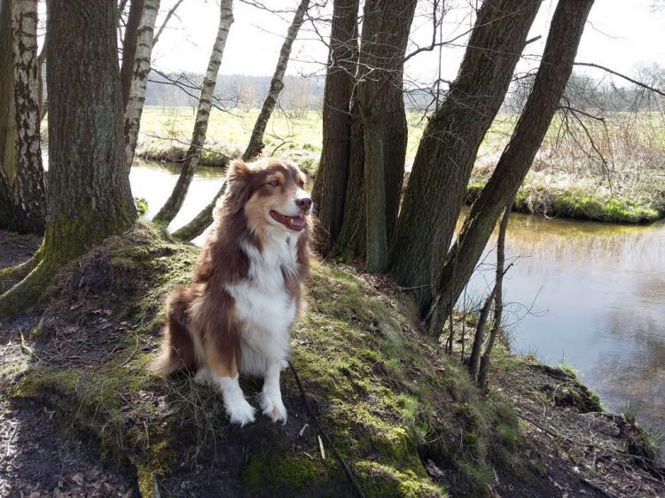 Im Wald ist es am Schnsten