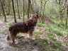Mein Wald
