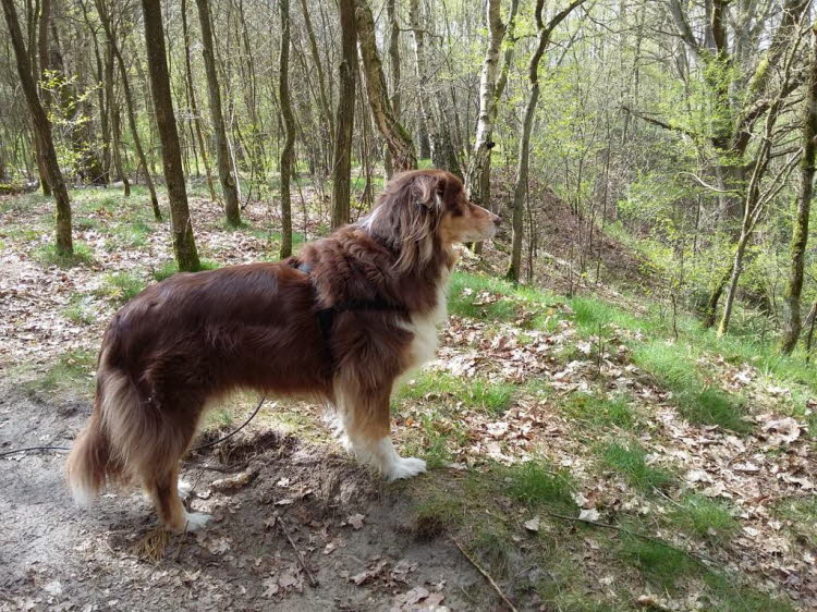 Mein Wald