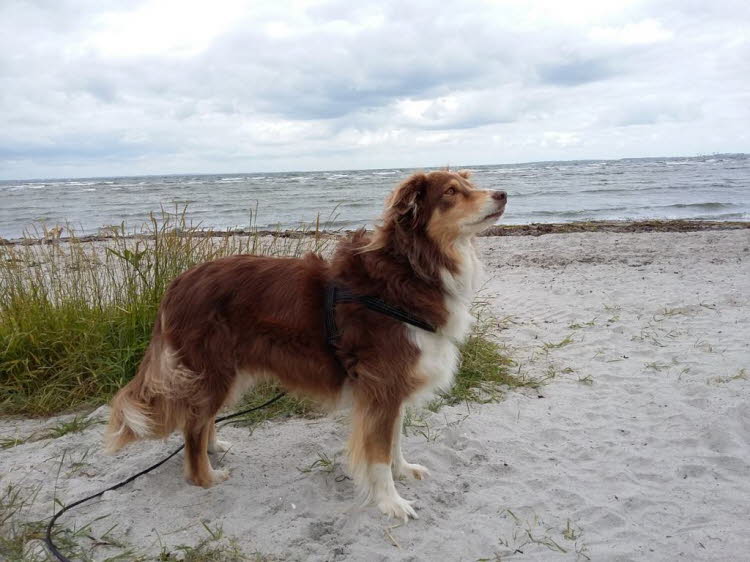 So riecht das echte Meer