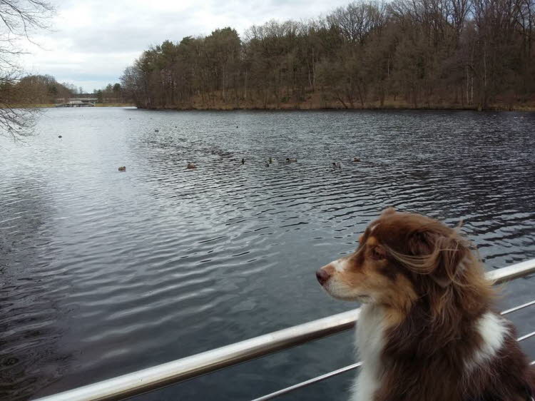Enten ...