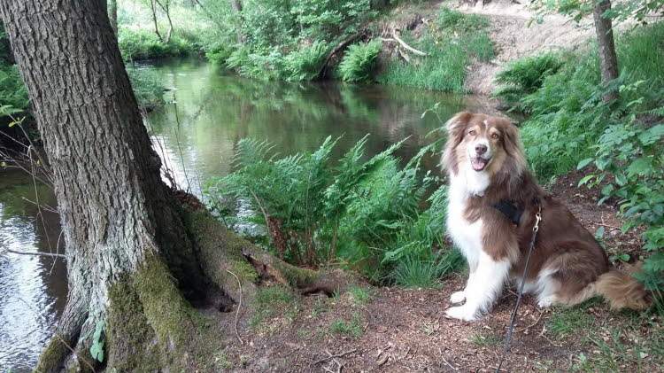 An der Lopau