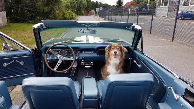 Alternatives Spazierfahrzeug :)