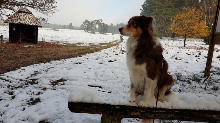 Schnee in der Heide!