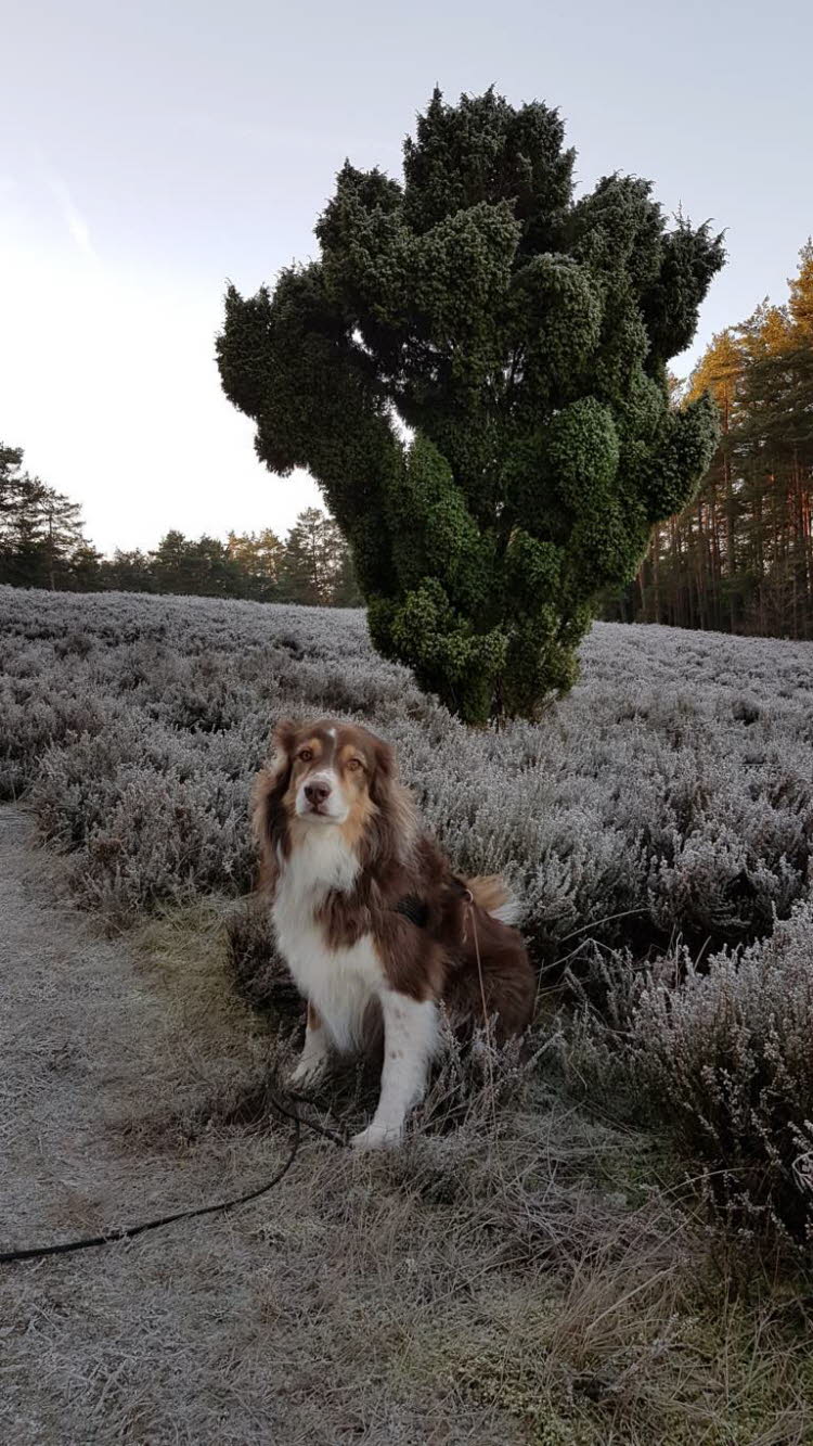 frostiger Morgen in der Heide