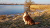 Sonne an der Elbe