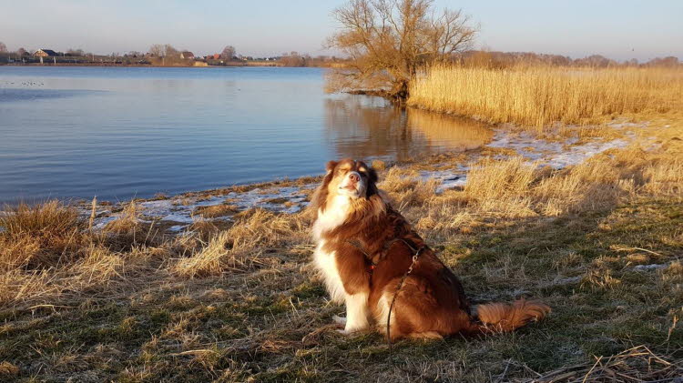 Sonne an der Elbe