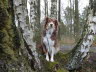 Der Waldthron