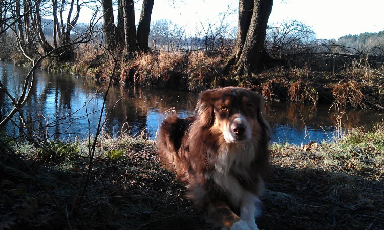 Der Neujahrsspaziergang