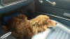 Im "neuen" Auto