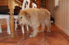 Der Knuddelhund