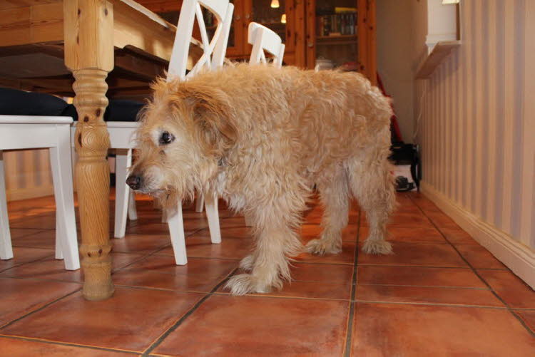 Der Knuddelhund
