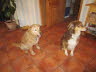 Harri und Reddi