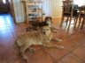 Harri und Reddi