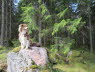 Sommer in Schweden
