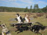 Pause beim Hundespaziergang