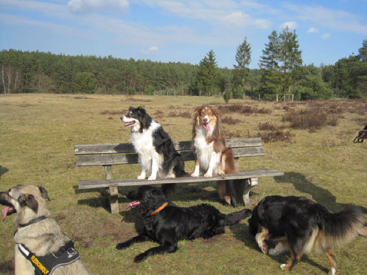 Pause beim Hundespaziergang