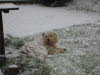 Der Tarnhund