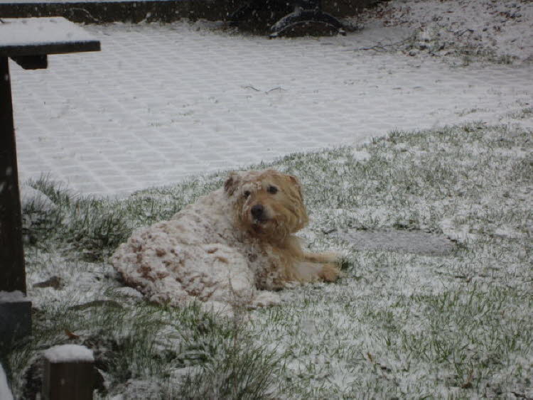 Der Tarnhund