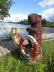 Der Rettungshund