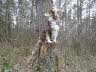 Mal wieder als Eule im Baum