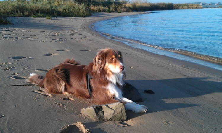 Schn an der Elbe liegen